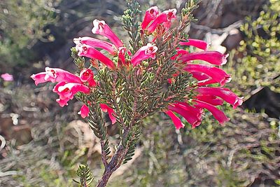 Erica discolor, photographed by Di Turner