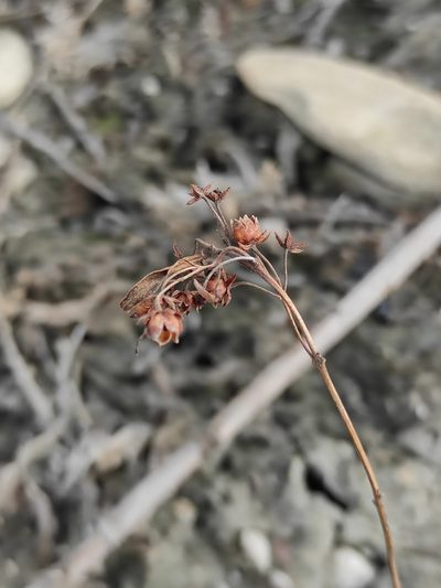 Lysimachia davurica, photographed by Юлия