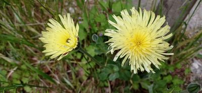 Urospermum dalechampii, photographed by Sara Michieli