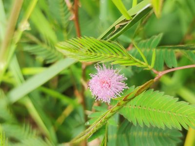 Mimosa pudica, photographed by Sarka Masova