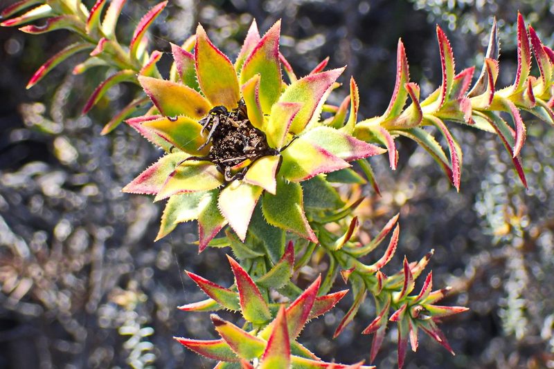 Oedera imbricata, photographed by Di Turner