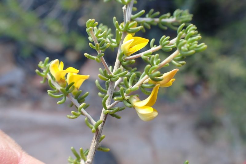 Aspalathus subtingens, photographed by Di Turner