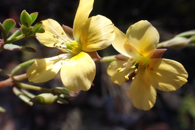 Roepera fulva, photographed by Di Turner