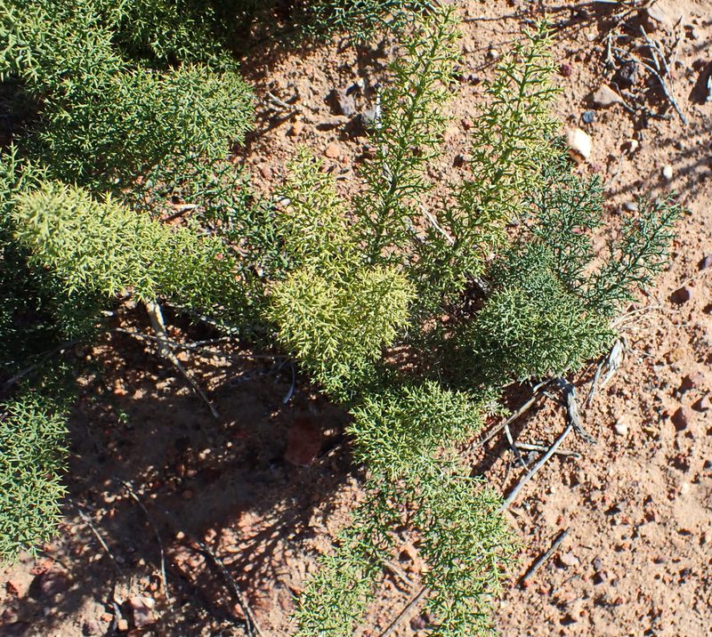 Asparagus oliveri, photographed by Di Turner