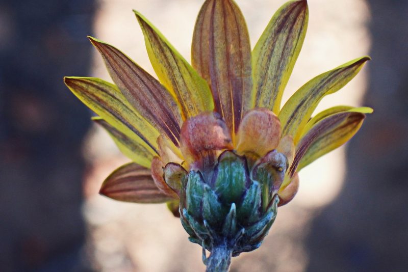 Arctotis lanceolata, photographed by Di Turner