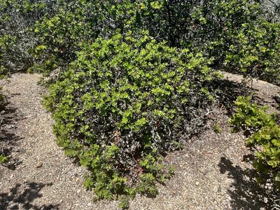 Arctostaphylos crustacea
