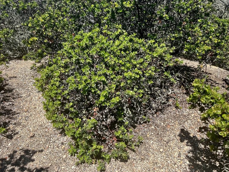 Arctostaphylos crustacea, photographed by Chuck Wilson