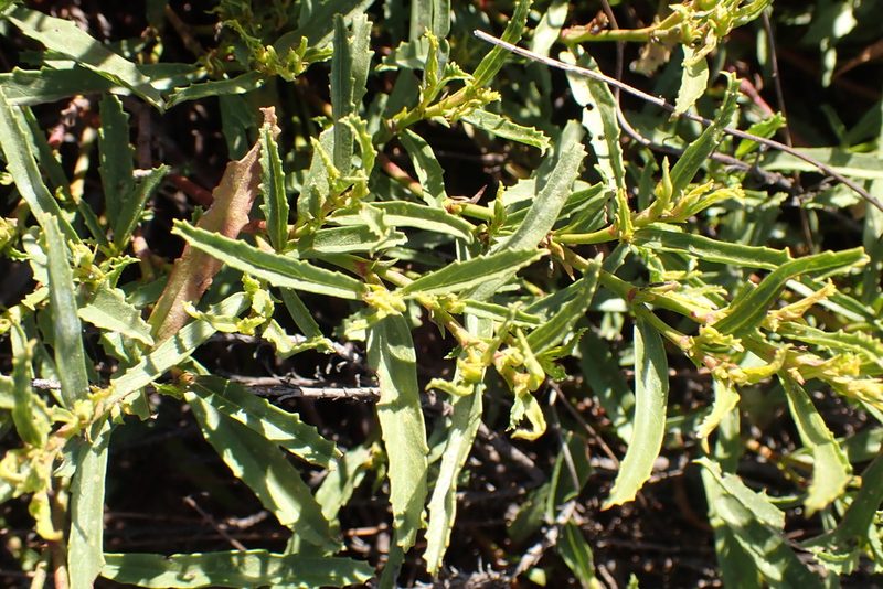Hermannia saccifera, photographed by Di Turner