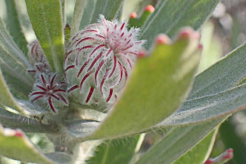 Leucospermum pluridens, photographed by Di Turner