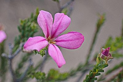 Acmadenia sheilae
