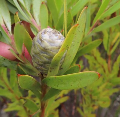 Leucadendron meridianum, photographed by linkie