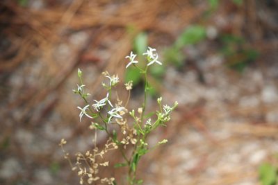 Sericocarpus linifolius, photographed by Ashwin Srinivasan
