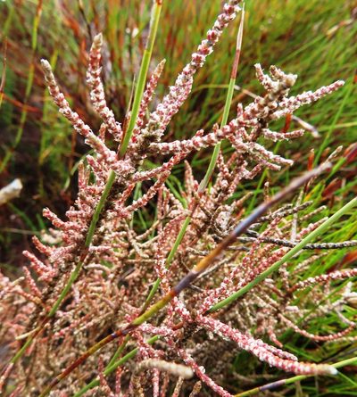 Polpoda capensis, photographed by linkie