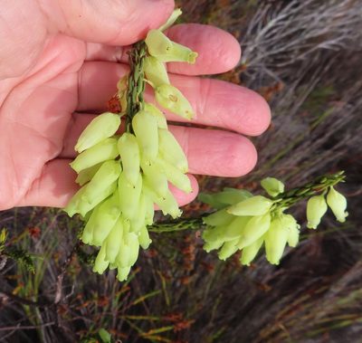 Erica penduliflora, photographed by linkie