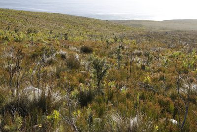 Hakea sericea, photographed by Tony Rebelo