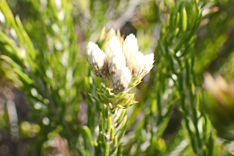 Metalasia pallida, photographed by Di Turner