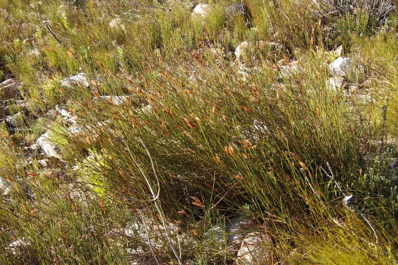 Willdenowia glomerata, photographed by Tony Rebelo