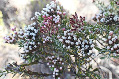 Metalasia tricolor, photographed by Di Turner