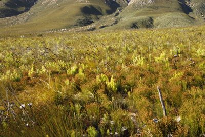 Leucadendron xanthoconus, photographed by Tony Rebelo