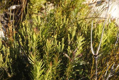 Penaea mucronata, photographed by Tony Rebelo