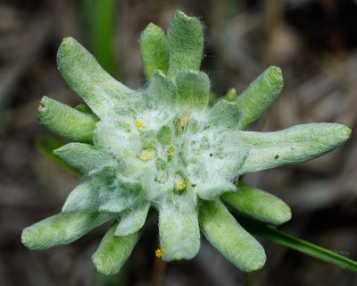 Diaperia prolifera, photographed by Meghan Cassidy