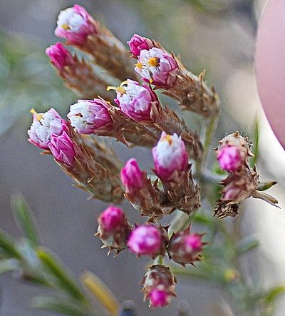 Metalasia tricolor, photographed by Di Turner