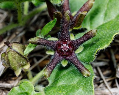 Chthamalia biflora, photographed by Meghan Cassidy