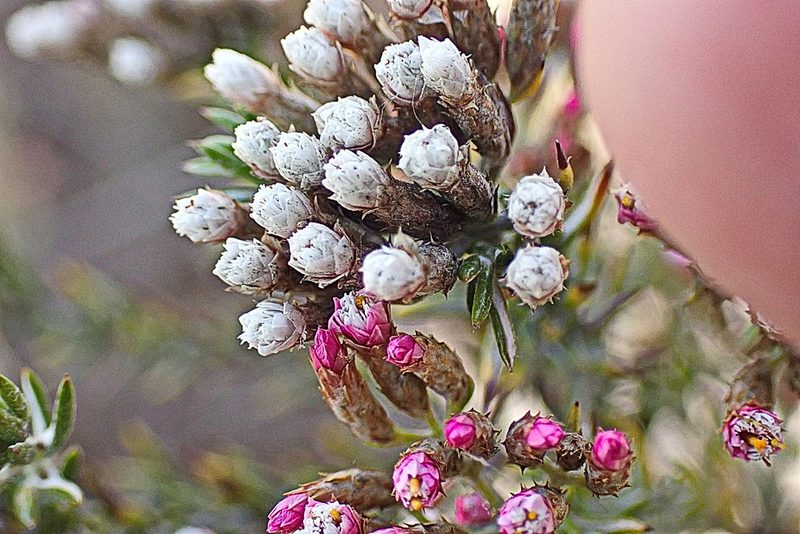 Metalasia tricolor, photographed by Di Turner