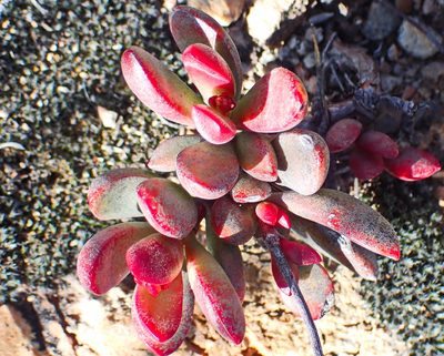 Crassula atropurpurea, photographed by Di Turner