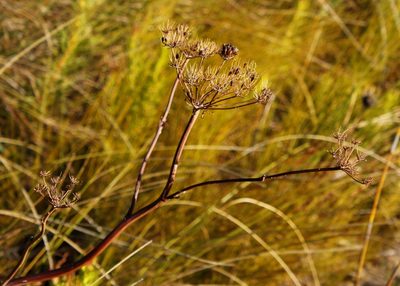 Lichtensteinia lacera, photographed by Tony Rebelo
