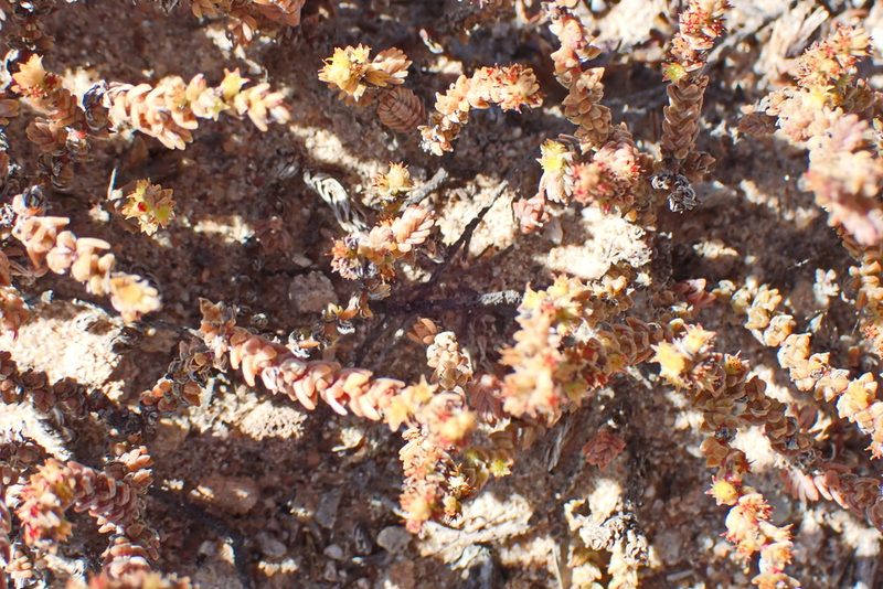 Crassula muscosa, photographed by Di Turner