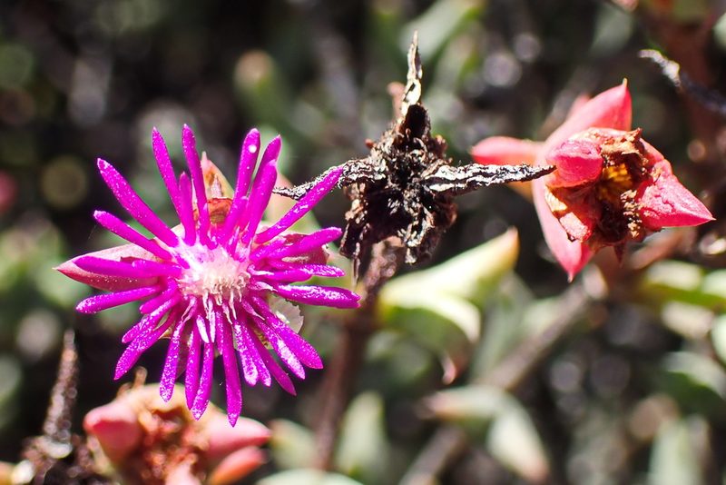Smicrostigma viride, photographed by Di Turner