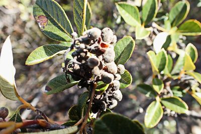Euclea polyandra, photographed by Di Turner