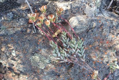 Crassula biplanata, photographed by Di Turner