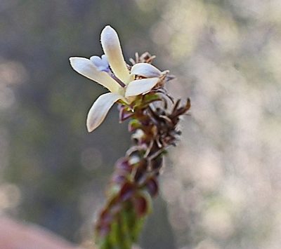 Wahlenbergia neorigida, photographed by Di Turner