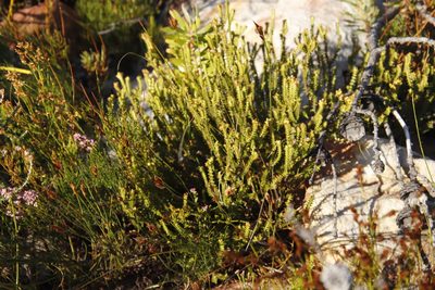 Penaea mucronata, photographed by Tony Rebelo