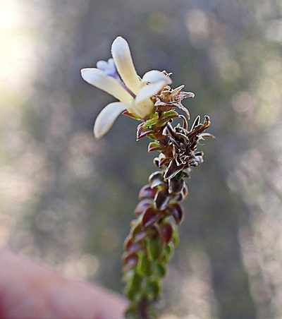 Wahlenbergia neorigida, photographed by Di Turner