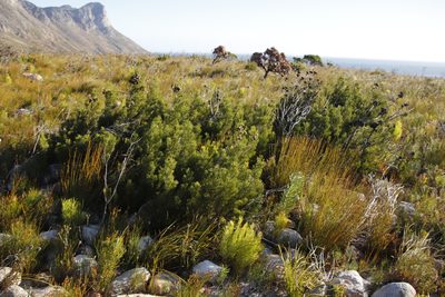 Widdringtonia nodiflora, photographed by Tony Rebelo