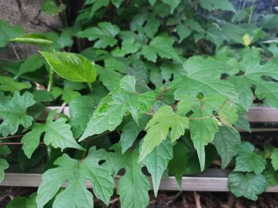 Ampelopsis glandulosa, photographed by 劉哲瑋