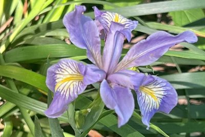 Iris douglasiana, photographed by Chuck Wilson