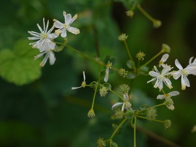 Thalictrum dalzellii, photographed by Dinesh Valke