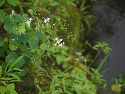 Thalictrum dalzellii, photographed by Dinesh Valke