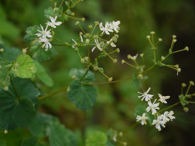 Thalictrum dalzellii, photographed by Dinesh Valke