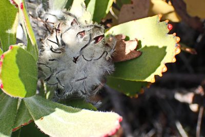 Leucospermum pluridens, photographed by Di Turner