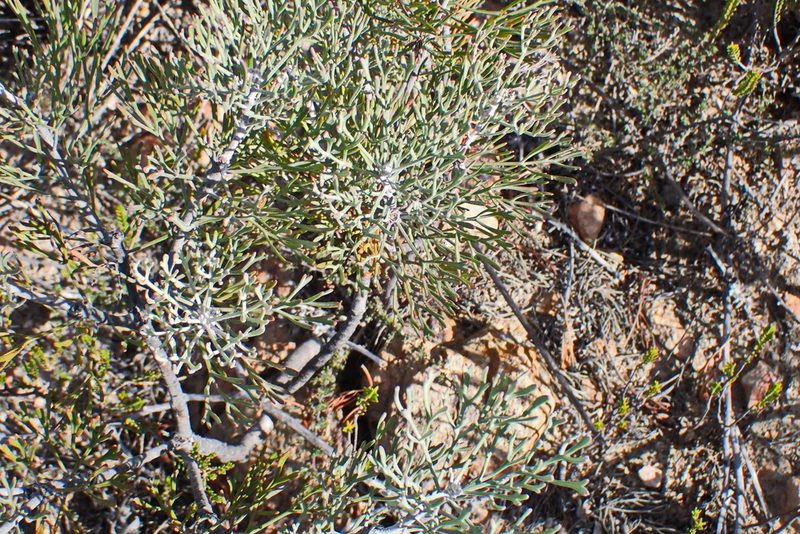 Paranomus dispersus, photographed by Di Turner