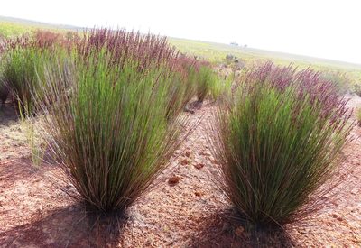 Elegia tectorum, photographed by linkie