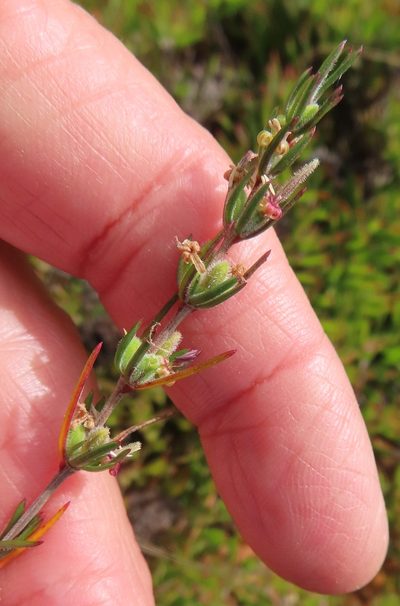 Anthospermum bicorne, photographed by linkie