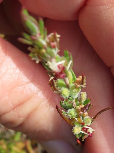 Anthospermum bicorne, photographed by linkie