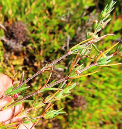 Anthospermum bicorne, photographed by linkie