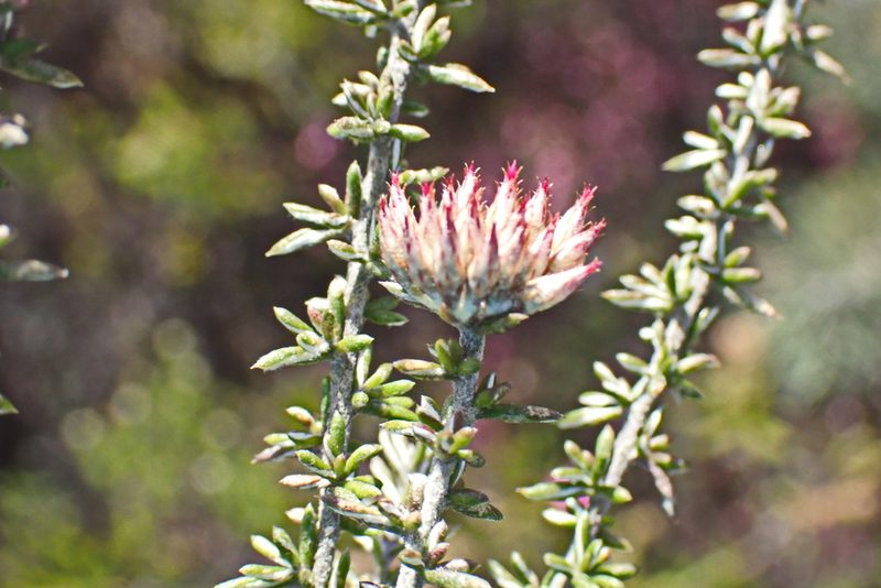 Metalasia massonii, photographed by Di Turner